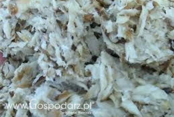 Świeże Wysłodki buraczane mokre, cukrownia Krasnystaw kampania 2018/19