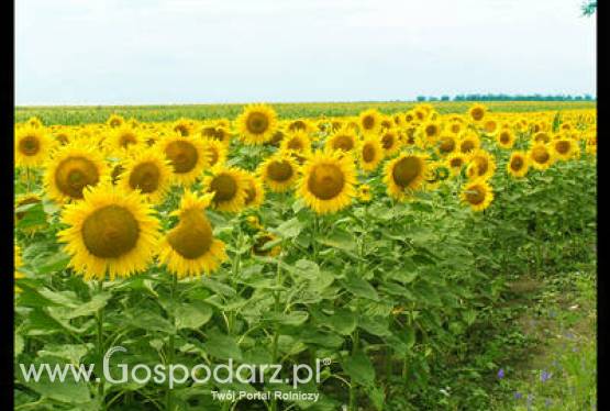 W sprzedaży olej słonecznikowy rafinowany w niskiej cenie