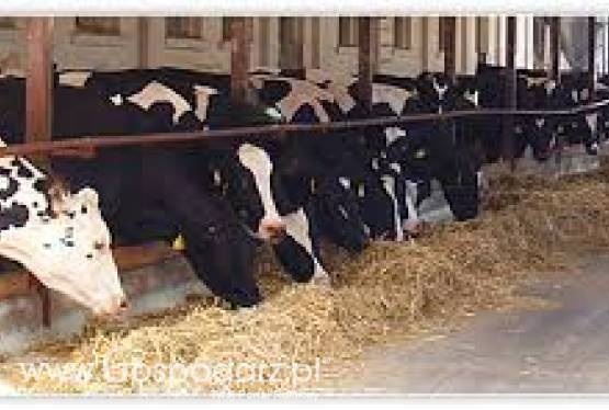 Żywe drożdże dla bydła