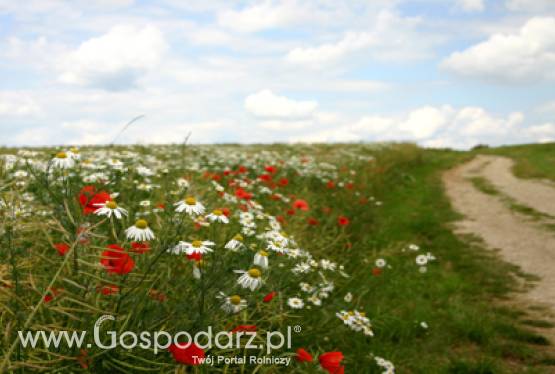 Ochrona prawna odmian roślin w UE w XXI w