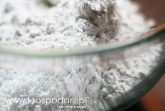 Wzrost światowego wolumenu handlem mąką pszenną