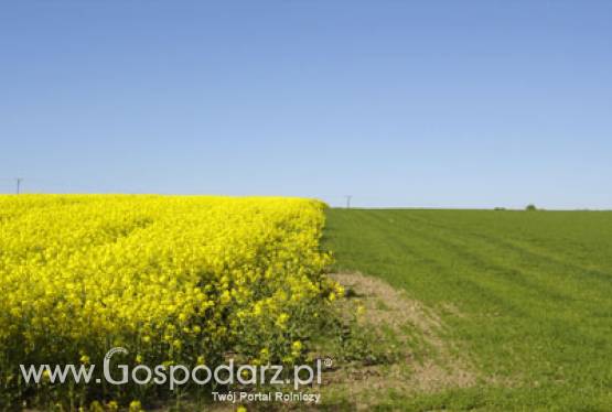 Koalicja Na Rzecz Biopaliw na temat technologi współuwodornienia