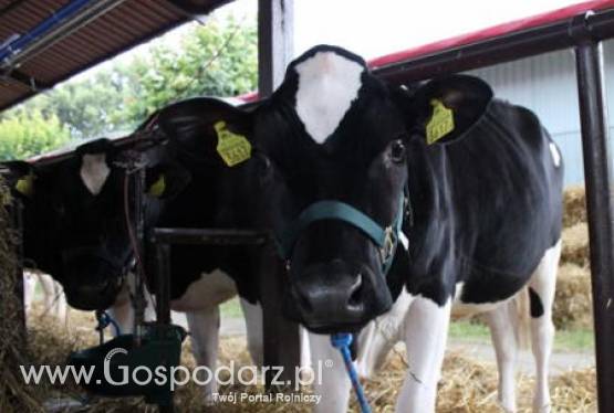 Rosnące ceny zbóż oraz mięsa