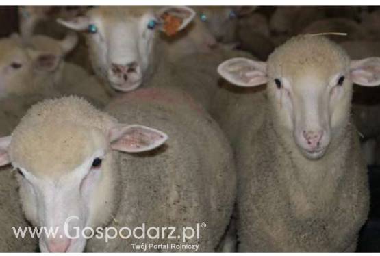 Sprzedam wełnę owczą