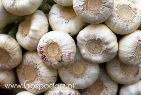 Spada produkcja czosnku, a zapotrzebowanie rośnie
