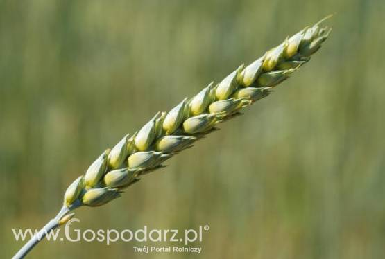 Ceny zbóż na giełdach światowych – 12.01.2012