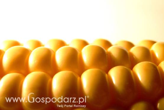 Wniosek do Komisji Europejskiej w sprawie uprawy kukurydzy GMO