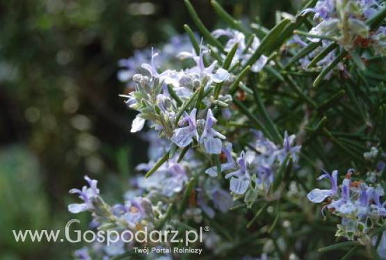 Rozmaryn Lekarski (Severin Sea)