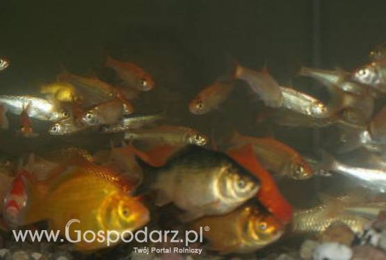 Konferencja Międzynarodowej Rady Badań Morza