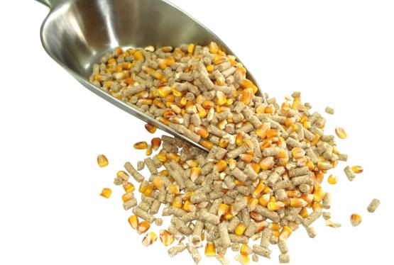 Kälber Corn Mix - mieszanka paszowa pełnoporcjowa dla cieląt z całym ziarnem kukurydzy