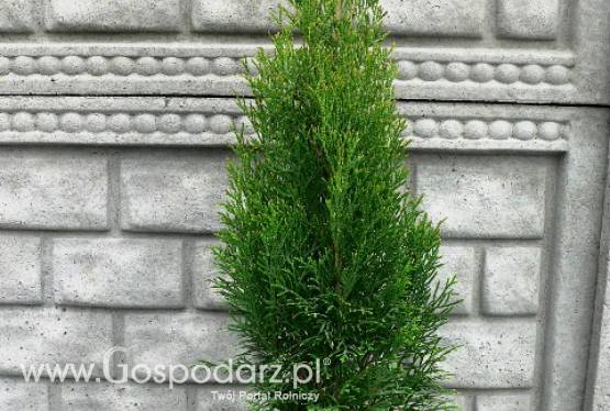 Thuja Occidentalis Smaragd Variegata - żywotnik zachodni Smaragd Variegata