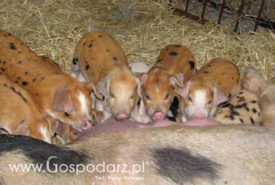 Wzrost importu wieprzowiny