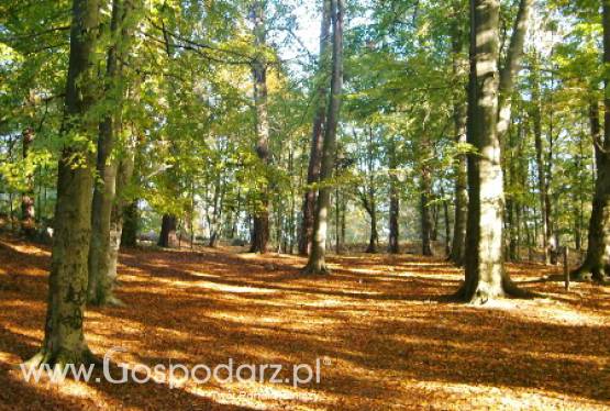 Od 23 stycznia 2012 r. będzie można składać wnioski o przyznanie pomocy na odtworzenie lasów zniszczonych przez klęski żywiołowe