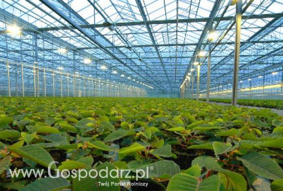 Holandia – Nowy pomysł na ekologiczną bardziej wydajną szklarnię