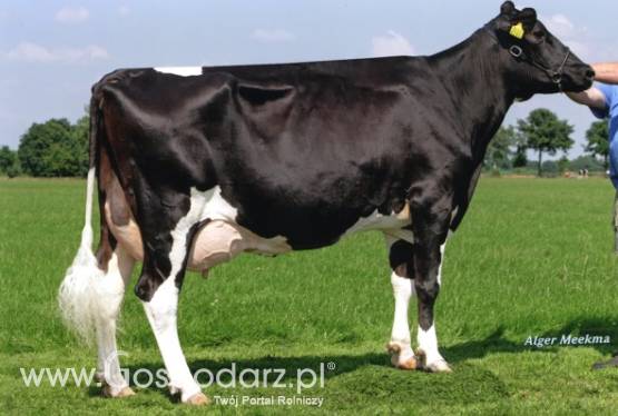 Jałówki hodowlane HF i simentalskie