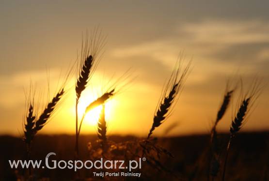 Zielona księga na temat promocji europejskich smaków