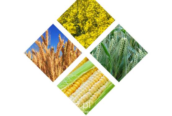 Całoroczny Skup Zbóż