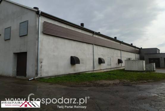 Ferma drobiu z budynkiem mieszkalnym- Józefinowo, woj. Wielkopolskie