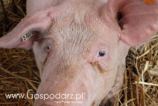 Eksport unijnej wieprzowiny