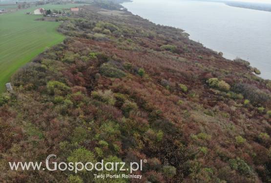 Do wydzierżawienia 21 ha ziemi rolnej pod uprawy lub hodowlę w województwie kujawsko-pomorskim