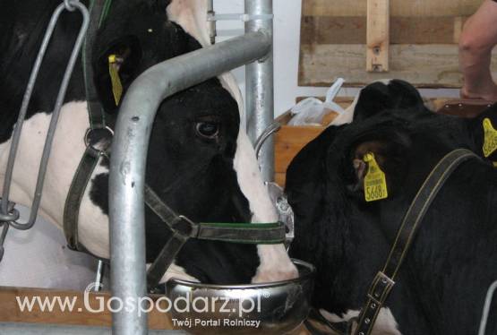 Austria – Wzrost produkcji mleka