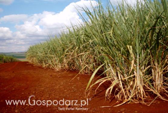 Najnowszy raport Worldwatch Institute wskazuje na globalny wzrost produkcji biopaliw w 2010 roku