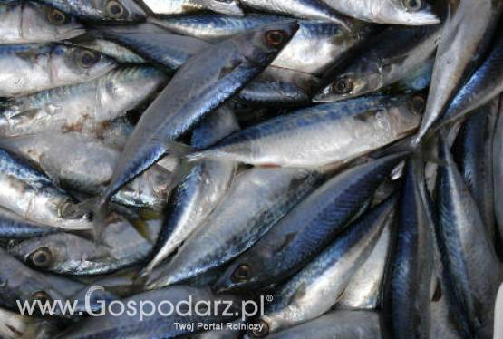 Cztery lubuskie Lokalne Grupy Rybackie otrzymały dofinansowania z Unii Europejskiej