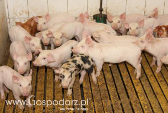 Ceny mięsa na krajowym rynku