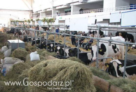 Tytuły rozdane, najlepsze bydło mleczne wybrane podczas XXV Krajowej Wystawy Zwierząt Hodowlanych w Poznaniu