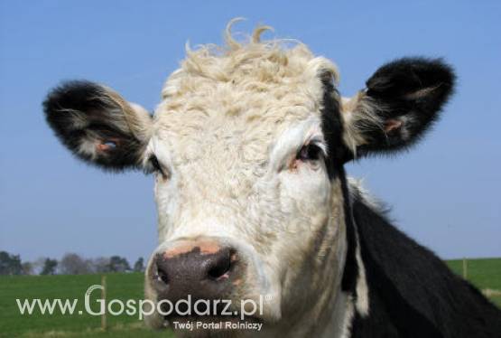 Urugwaj – Spadek pogłowia bydła