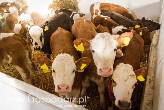 Sprzedaż cieląt mięsnych, HF i mieszanych - ZMBM
