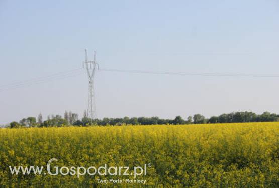 Ceny oleistych na giełdach światowych - 29.05.2012