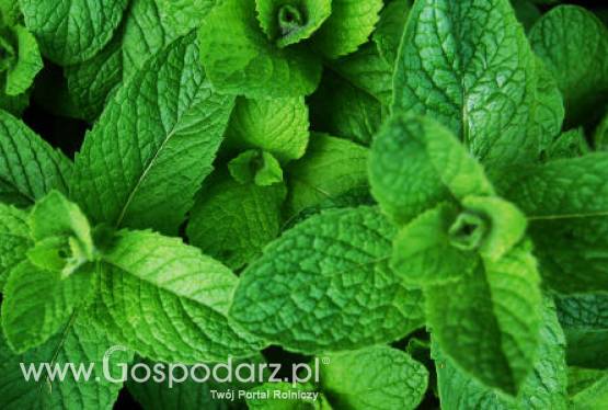 Mięta ananasowa (Mentha rotundifolia variegata)