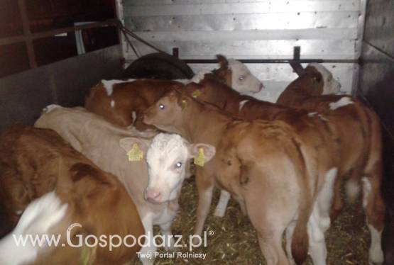 Cielęta byczki, cieliczki
