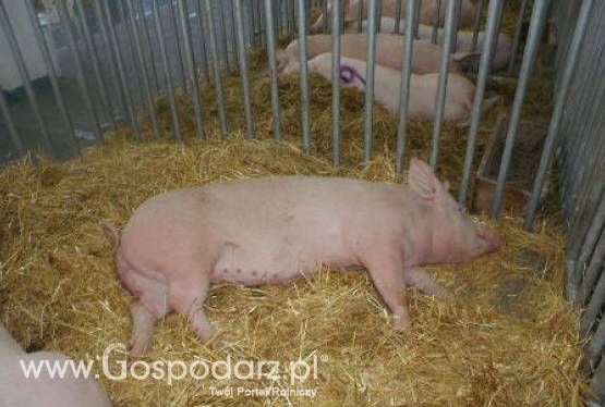 Ceny trzody chlewnej zebrane przez POLSUS