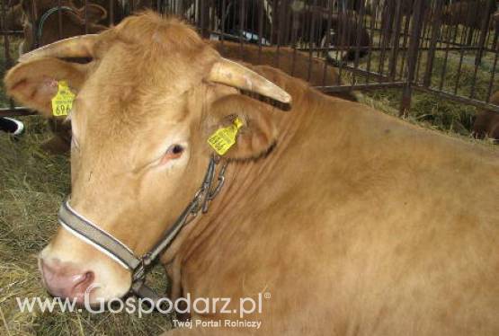 Chiny – Stabilizacja cen mięsa wieprzowego