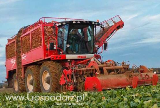 Agrifac Big Six sześciorzędowy kombajn do zbioru buraków cukrowych