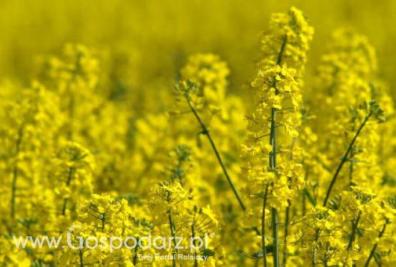 Tegoroczne zbiory rzepaku są znacznie niższe od zeszłorocznych