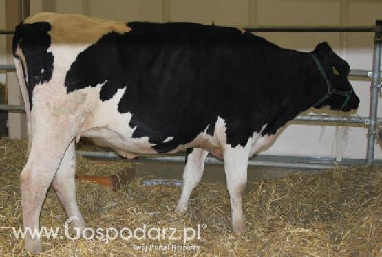 Bułgaria – Obszar zagrożenia pryszczycą został zmniejszony