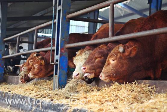 Sprzedaż bydła rzeźnego - ZMBM