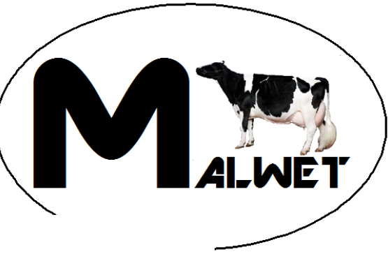 Import i sprzedaż krów i jałowic wysokocielnych HF z Danii