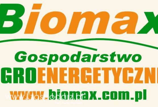 WIERZBA ENERGETYCZNA, sadzonki juz od 0,05zł/szt. PRODUCENT!!!