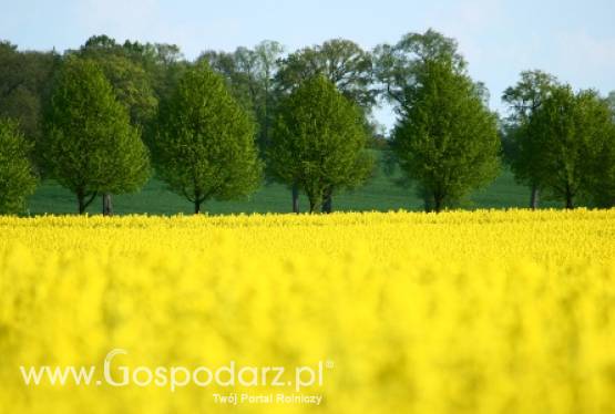 Uprawom rzepaku zagraża czerń krzyżowych
