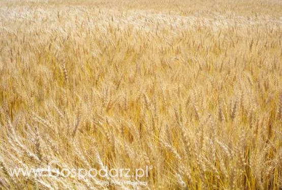 Ceny zbóż na giełdach światowych – 27.01.2012