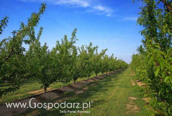 XVI Ogólnopolskie Spotkanie Sadowników w Grójcu