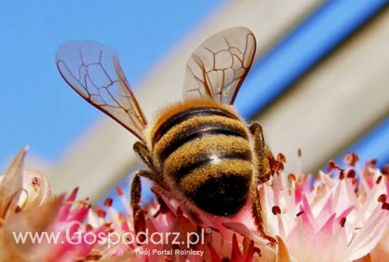 Miodu będzie więcej, ale nie stanieje