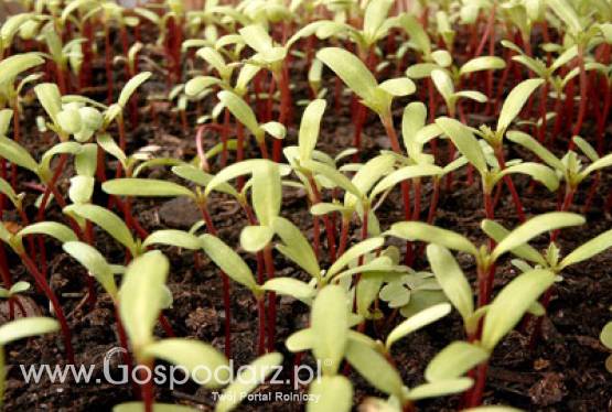 Dopłaty do materiału siewnego