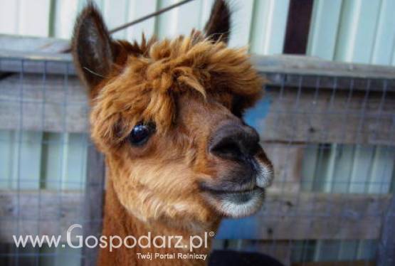 Hodowla inna niż wszystkie, czyli alpaki