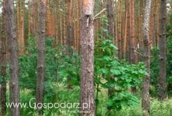 6,5 Ha lasu ze zgodą na wycinkę sprzedam