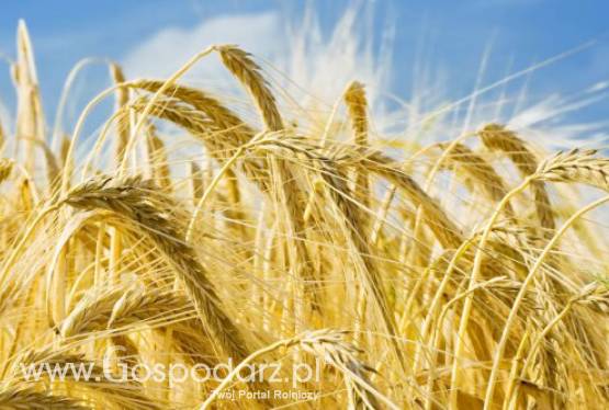 kupię owies  owies ekologiczny